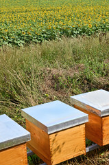 Hives and Sunflowers