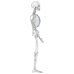 Fototapeta premium Human Sleleton Left