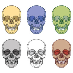 Human Skull Set