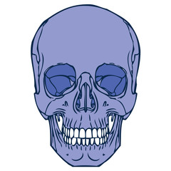 Human Skull 02