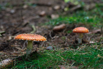 fly agarics