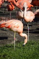 flamingos