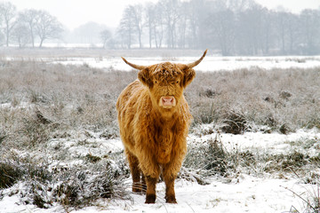 Highland cow in snow