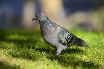 Feral pigeon (Columba livia)