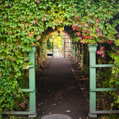 Branches of virginia creeper ramble on archway