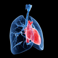 medical illustration of the heart and lung