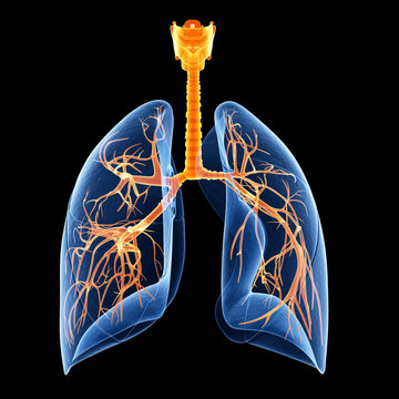 medical illustration showing the bronchi inside of the lung