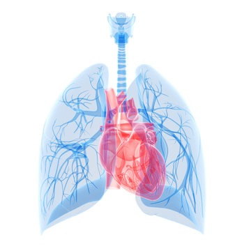 Medical Illustration Of The Heart And Lung