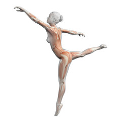 muscles of a female ballet dancer