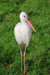 Stork standing in the grass