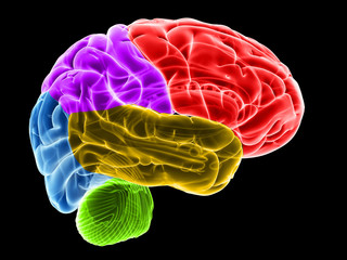 3d rendered illustration of the brain sections