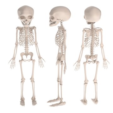 realistic 3d render of fetus skeleton