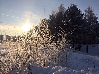winter forest