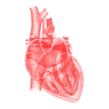 medical illustration - transparent human heart