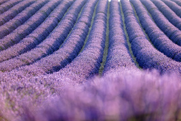 Naklejka na ściany i meble Lavender field during sunrise