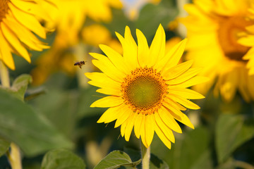 Sunflowers