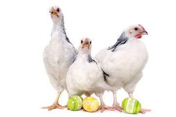 Chickens and easter eggs