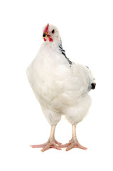 chicken isolated