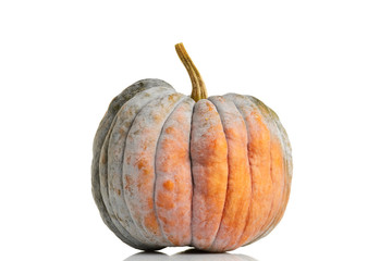Big orange-green pumpkin on white background
