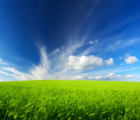 Field and sky. Agricultural landscape