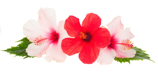 three hibiscus flowers - obrazy, fototapety, plakaty