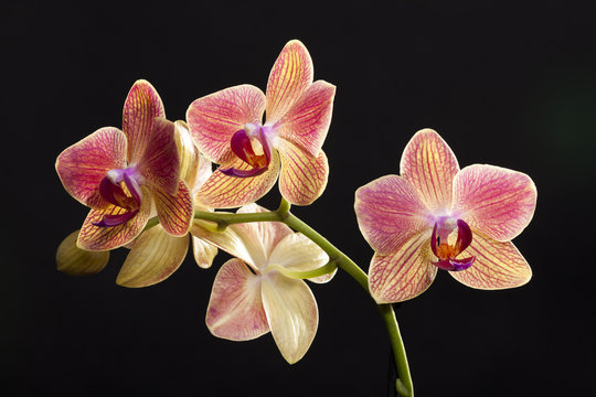 Fototapeta Colored cultivated orchid isolated over black background
