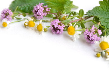 Fototapeta na wymiar herbal flowers