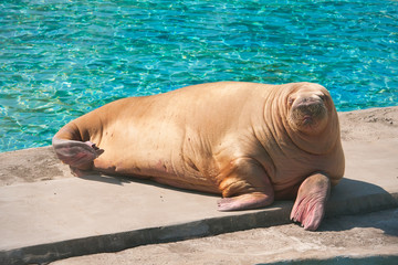 Walrus