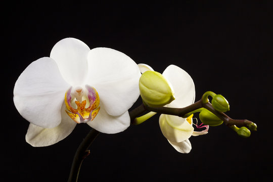 Fototapeta Colored cultivated orchid isolated over black background