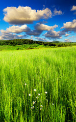 Field and cloudy sky. Natural summer landscape