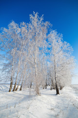 Trees covered with snow against the sky