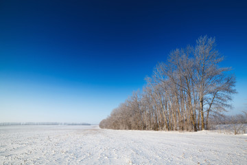 Trees covered with snow against the sky
