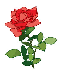 red rose - vector illustration of plant