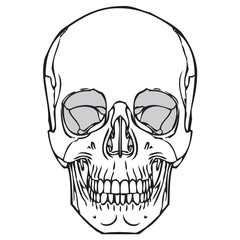 Human Skull 05