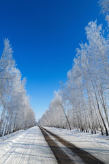 The road on the background of snowy trees.
