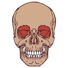 Human Skull 06