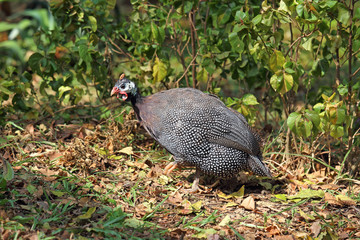 Guinea fowl