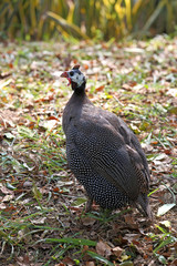 fowl