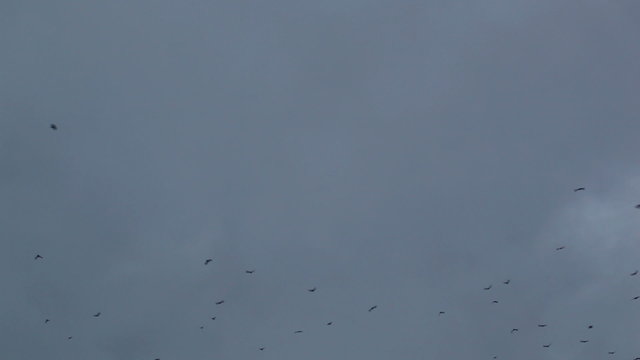 Crows circling in the sky