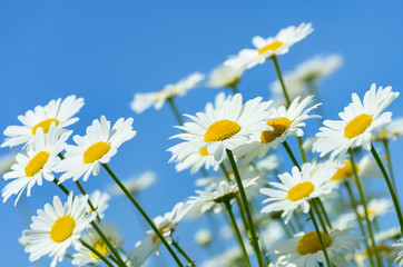 Fototapeta na wymiar Beautiful daisies on a background of blue sky