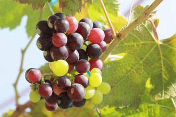fresh grapes in the vineyard