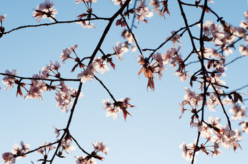 桜