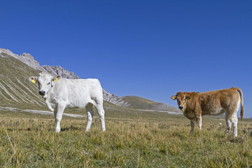 Kälber auf dem Campo Imperatore