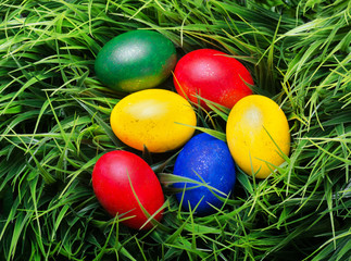 Easter eggs on green grass