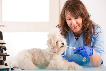 Woman vet with a little dog