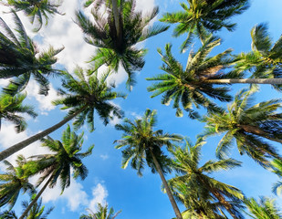 Naklejka na ściany i meble Palm trees against blue sky
