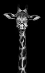 Fototapeten Giraffe in Schwarzweiß © donvanstaden