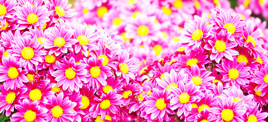 background is pink chrysanthemums