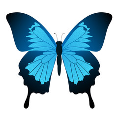 Blue butterfly