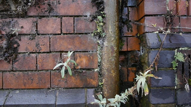 Overgrown drainpipe and brickwork.